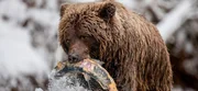 Ein Grizzlybär hat einen Ketalachs erbeutet Ein Grizzlybär hat einen Ketalachs erbeutet
