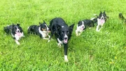 Spaziergang mit dem Wolf 3 Spaziergang mit dem Wolf 3