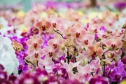 Orchids