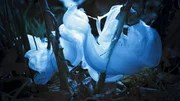 Der erste Nachtfrost kann Wasser im Inneren von manchen Pflanzen gefrieren lassen, den Stamm sprengen und bizarre Skulpturen bilden. Der erste Nachtfrost kann Wasser im Inneren von manchen Pflanzen gefrieren lassen, den Stamm sprengen und bizarre Skulpturen bilden.