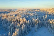 In nˆrdlichen Breiten, wie in Finnland, dominieren Nadelb‰ume die Landschaft. In nˆrdlichen Breiten, wie in Finnland, dominieren Nadelb‰ume die Landschaft.