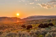 Eine kleine Herde Bisons weidet im sommerlichen Abendlicht. Eine kleine Herde Bisons weidet im sommerlichen Abendlicht.