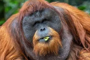 Orang-Utan im Taman Safari Zoo in Bogor, Indonesien.