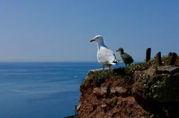 Sturmm&ouml;wekolonie: Vogelbeobachtung auf der Nordsee-Insel Helgoland
