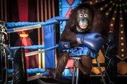 Orang-Utan in einer Box-Show der Safari World Bangkok / Thailand.
