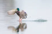 Stockente beim landen. Stockente beim landen.