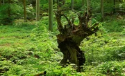 Buchenurwald Jasmund.