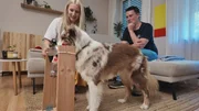 Natascha mit Australian Shepherd-Hündin "Hope" und Trainer Marcel Wunderlich. Natascha mit Australian Shepherd-Hündin "Hope" und Trainer Marcel Wunderlich.