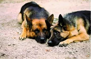 Rex (l.) ist ganz verliebt: Hundedame Senta (r.) hat ihm den Kopf verdreht. Leider wurde Senta aber extra "engagiert", um Rex in die Falle zu locken ... Rex (l.) ist ganz verliebt: Hundedame Senta (r.) hat ihm den Kopf verdreht. Leider wurde Senta aber extra "engagiert", um Rex in die Falle zu locken ...