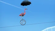 Der Flamingo f&auml;hrt Einrad auf einem Seil, das zwischen zwei Hochh&auml;usern gespannt ist &ndash; und das ganz ohne Sicherung.