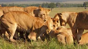 Löwinnen ernähren sich von Kadavern. Löwinnen ernähren sich von Kadavern.