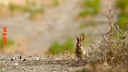Der Retter dieses Naturparks - das Kaninchen.