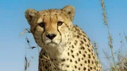 Junger Gepard ist alleine in der Savanne unterwegs. Junger Gepard ist alleine in der Savanne unterwegs.