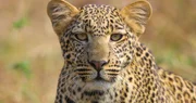 Leopard in der Savanne der Serengeti Leopard in der Savanne der Serengeti