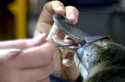 Die Schn&auml;bel der Schnabeltiere sind mit Sensoren ausgestattet, mit denen sie in der Natur nach kleinen Krustentieren suchen.