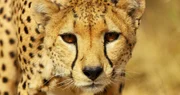 Ein Gepard schaut in die Kamera. Ein Gepard schaut in die Kamera.