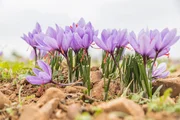 In der sagenumwobenen La Mancha, der Heimat des Ritters der traurigen Gestalt und seines Knappen Sancho Panza, lebt die Bevölkerung hauptsächlich von Viehzucht und Landwirtschaft. Auch das teuerste Gewürz der Welt wird hier angebaut: Der Safran! In der sagenumwobenen La Mancha, der Heimat des Ritters der traurigen Gestalt und seines Knappen Sancho Panza, lebt die Bevölkerung hauptsächlich von Viehzucht und Landwirtschaft. Auch das teuerste Gewürz der Welt wird hier angebaut: Der Safran!