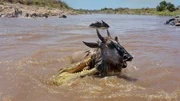 Ein Krokodil attackiert junges Gnu. Ein Krokodil attackiert junges Gnu.