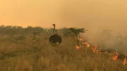 Strauß auf der Flucht vor dem Feuer Strauß auf der Flucht vor dem Feuer