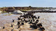 Eine riesige Gnuherde überquert den Fluss. Ein gefährliches Unterfangen - gerade für die Jungtiere. Eine riesige Gnuherde überquert den Fluss. Ein gefährliches Unterfangen - gerade für die Jungtiere.