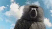 Das Alphamännchen der Paviane kehrt nach dem Regen auf den Felsen zurück. Das Alphamännchen der Paviane kehrt nach dem Regen auf den Felsen zurück.