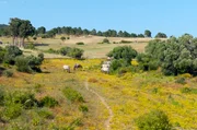 Wildpferde, die sogenannten Sorraias, tragen im Naturpark Sintra-Cascais unter anderem zur Eind&auml;mmung von Waldbr&auml;nden bei.