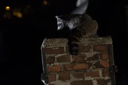 Waschb&auml;r auf einem Schornstein.