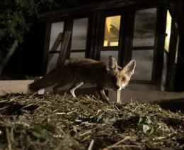 Fuchs auf dem Misthaufen vor H&uuml;hnerstall.