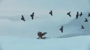 Raubv&ouml;gel.