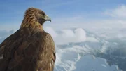 Dolomiten, Italien - Ein Steinadler.