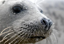 Der kegelf&ouml;rmige Kopf gab ihnen ihren Namen. Genau wie Seehunde leben Kegelrobben in der Nordsee.