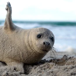 Einst waren sie auf Helgoland ausgestorben. Seit 2001 aber ziehen die Kegelrobben auf der Helgol&auml;nder D&uuml;ne wieder ihre Jungen auf.