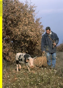 Tr&uuml;ffelschweine sind in der Provence selten geworden. Heute nutzt man Hunde f&uuml;r die Suche nach den Edelpilzen - die Schweine fressen die kostbaren K&ouml;stlichkeiten gerne selber auf.