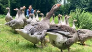 Anna und die wilde Gänseschar. Ein Gössel hat sich in der Mitte gut versteckt.; Anna und Mogli können die ersten Radieschen ernten.; Toni zeigt Anna seine Rinderherde. Anna und die wilde Gänseschar. Ein Gössel hat sich in der Mitte gut versteckt.; Anna und Mogli können die ersten Radieschen ernten.; Toni zeigt Anna seine Rinderherde.