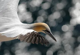 Wendige Flieger: Haben Basst&ouml;lpel einen Beutefisch aus gro&szlig;er H&ouml;he entdeckt, st&uuml;rzen sie in sekundenschnelle ins Wasser.