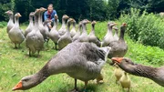 Anna und die wilde Gänseschar. Ein Gössel hat sich in der Mitte gut versteckt. Anna und die wilde Gänseschar. Ein Gössel hat sich in der Mitte gut versteckt.