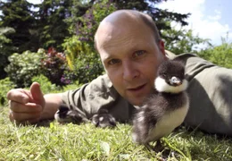 Nachdem ein Bussard die Entenmutter t&ouml;tete, wurde Tierfilmer Christoph Hauschild zur Ersatzmama f&uuml;r kleine Schellenten.
