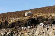 Die wenigsten Berufe gelten als so abwechslungsreich und vielfältig wie der der Bauern. Die wenigsten Berufe gelten als so abwechslungsreich und vielfältig wie der der Bauern.