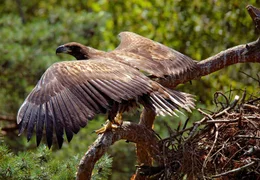 Seeadler ziehen an den Ufern der gro&szlig;en und kleinen Seen ihren Nachwuchs auf.