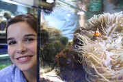Wer ist hier der Clown? Clownfische und Anemonen leben in Symbiose. In den Tentakeln k&ouml;nnen sich die Fische gut verstecken.