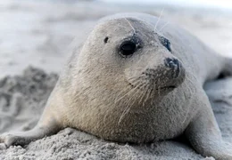 Etwa Dreihundert Kegelrobben leben derzeit in der Deutschen Bucht. Doch ihre Zahl nimmt stetig zu.