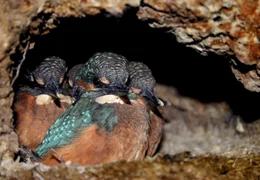 In den steilen sandigen Seeufern bauen Eisv&ouml;gel ihre Brutr&ouml;hren.