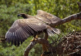 Seeadler ziehen an den Ufern der gro&szlig;en und kleinen Seen ihren Nachwuchs auf.