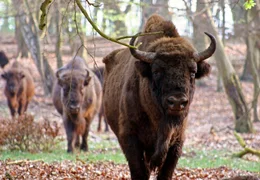 NDR Fernsehen SEENPARADIES MECKLENBURG, "Unter Fischadlern und Wisenten", am Freitag (03.06.11) um 11:30 Uhr. Einst bev&ouml;lkerten gro&szlig;e Herden von Wisenten die Mecklenburger Landschaft - heute werden sie im Damerower Werder zur Arterhaltung gez&uuml;chtet.