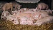 Diese Ferkel sind jetzt 80 Tage alt und blieben noch gut 180 Tage auf dem Dudziak-Hof. Weitere Fotos erhalten Sie auf Anfrage. Diese Ferkel sind jetzt 80 Tage alt und blieben noch gut 180 Tage auf dem Dudziak-Hof. Weitere Fotos erhalten Sie auf Anfrage.