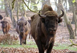 Einst bev&ouml;lkerten gro&szlig;e Herden von Wisenten die Mecklenburger Landschaft - heute werden sie im Damerower Werder zur Arterhaltung gez&uuml;chtet.