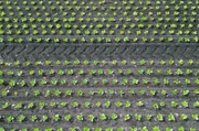 Feld in Belgien: Technische Innovationen haben auch vor der Landwirtschaft nicht Halt gemacht. Feld in Belgien: Technische Innovationen haben auch vor der Landwirtschaft nicht Halt gemacht.