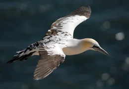 Halbw&uuml;chsiger: Junge Basst&ouml;lpel tragen ein braun-wei&szlig; geflecktes Geflieder. Erst nach einigen Jahren mausern sie in das fast reinwei&szlig;e Geflieder der Altv&ouml;gel.