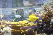 Buntes Korallenriff: Auf diesem Foto verstecken sich ein Doktorfisch, Riffbarsche, ein Kardinalfisch, eine Garnele und nat&uuml;rlich Anna und Robert.
