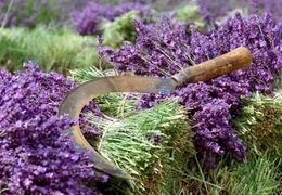 NDR Fernsehen DER DUFT DER PROVENCE, "Tr&uuml;ffelhunde und Lavendel", am Mittwoch (29.06.11) um 11:30 Uhr. Nur auf wenigen Feldern in der Provence wird der Lavendel noch von Hand geschnittem. Die Str&auml;i&szlig;e werden auf dem Markt verkauft oder exportiert.